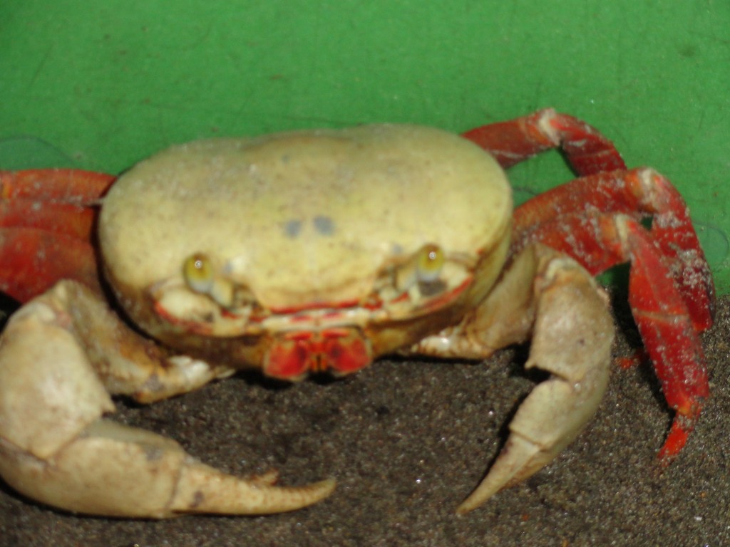 Foto: cangrejo - Atacames (Esmeraldas), Ecuador