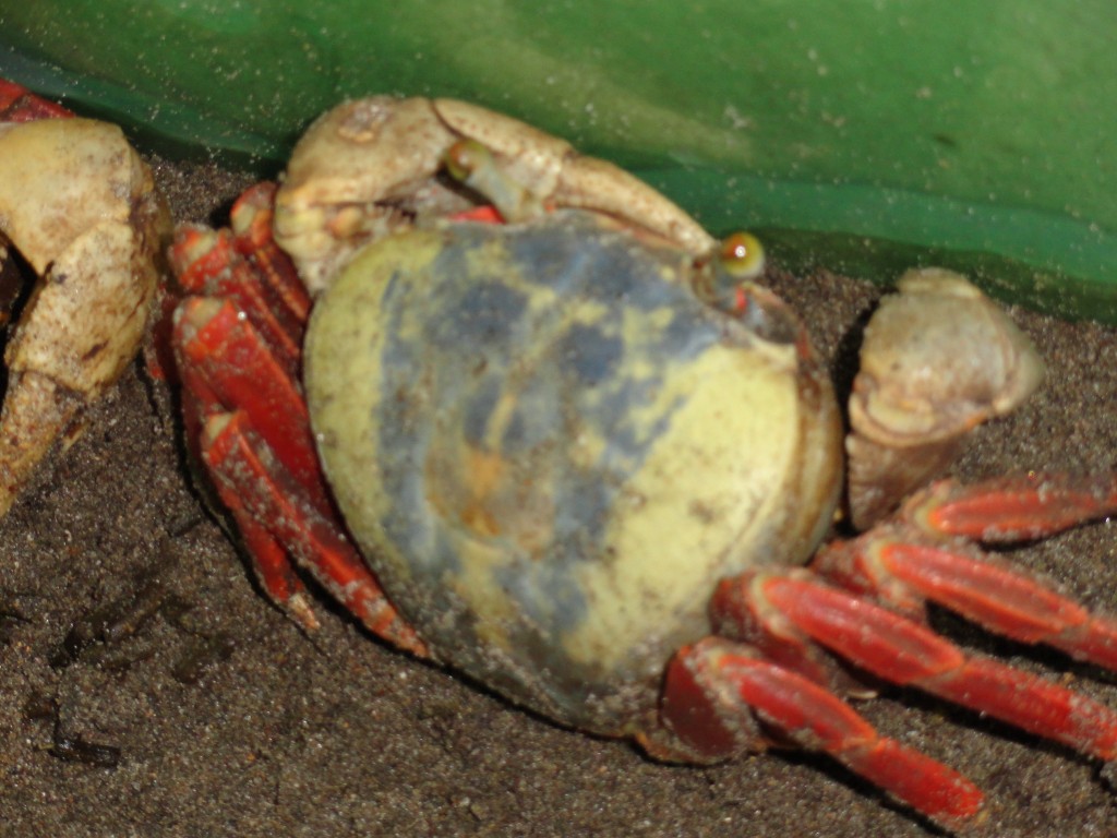 Foto: cangrejo - Atacames (Esmeraldas), Ecuador