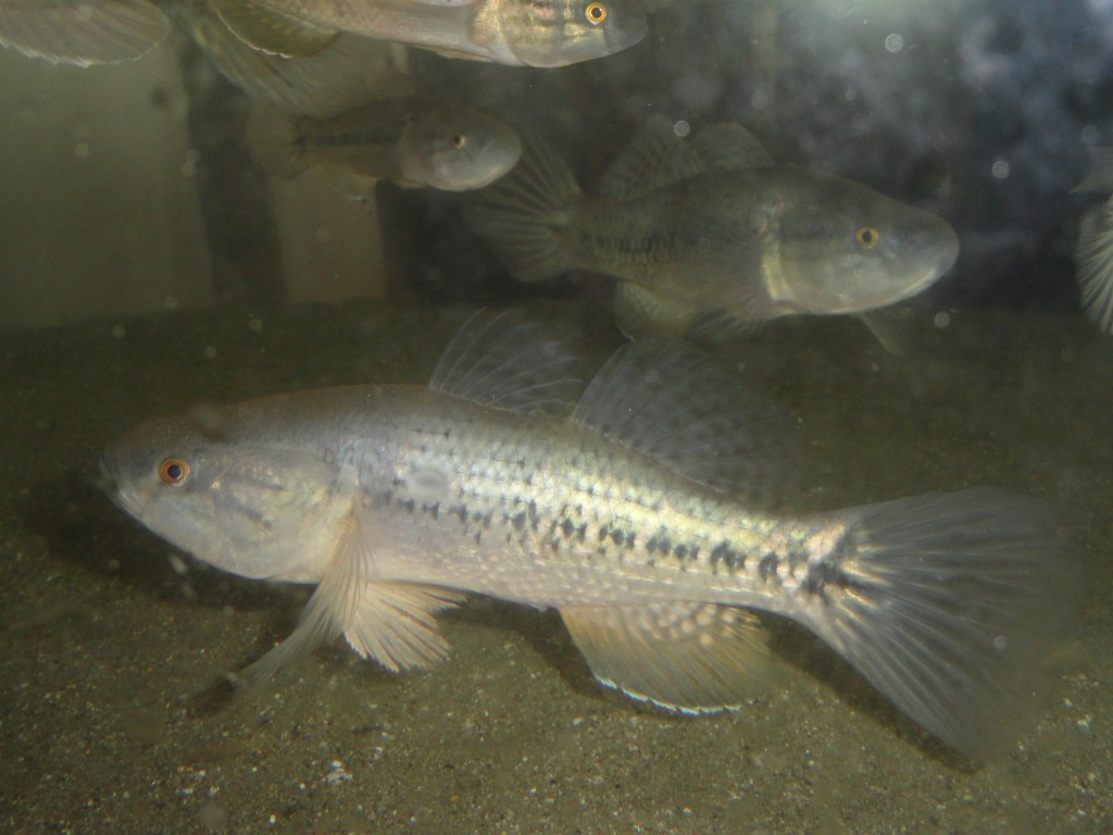 Foto: Pez bebe - Atacames (Esmeraldas), Ecuador