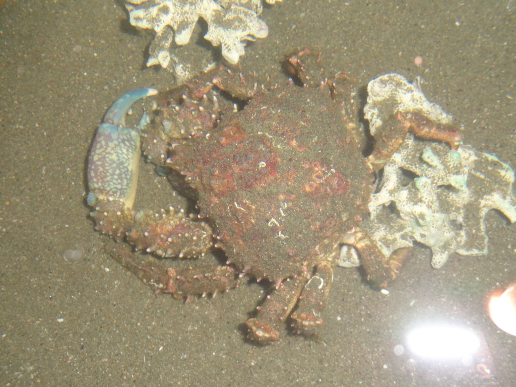 Foto: cangrejo - Atacames (Esmeraldas), Ecuador