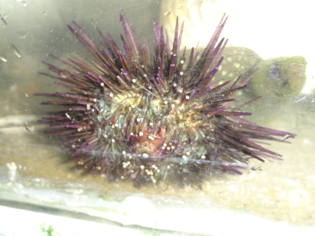 Foto: eriso - Atacames (Esmeraldas), Ecuador