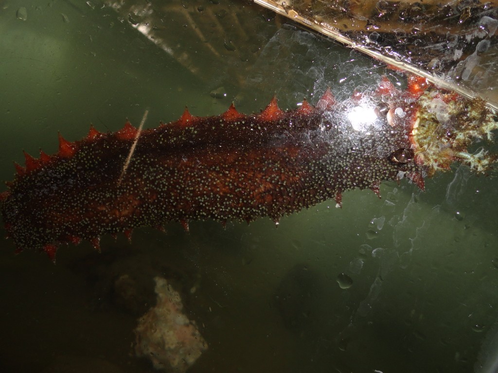 Foto: pepinillo - Atacames (Esmeraldas), Ecuador