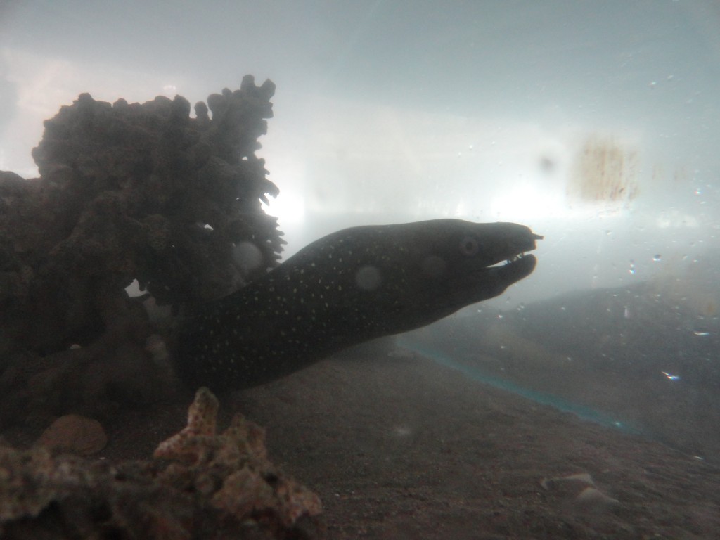 Foto: anguila - Atacames (Esmeraldas), Ecuador