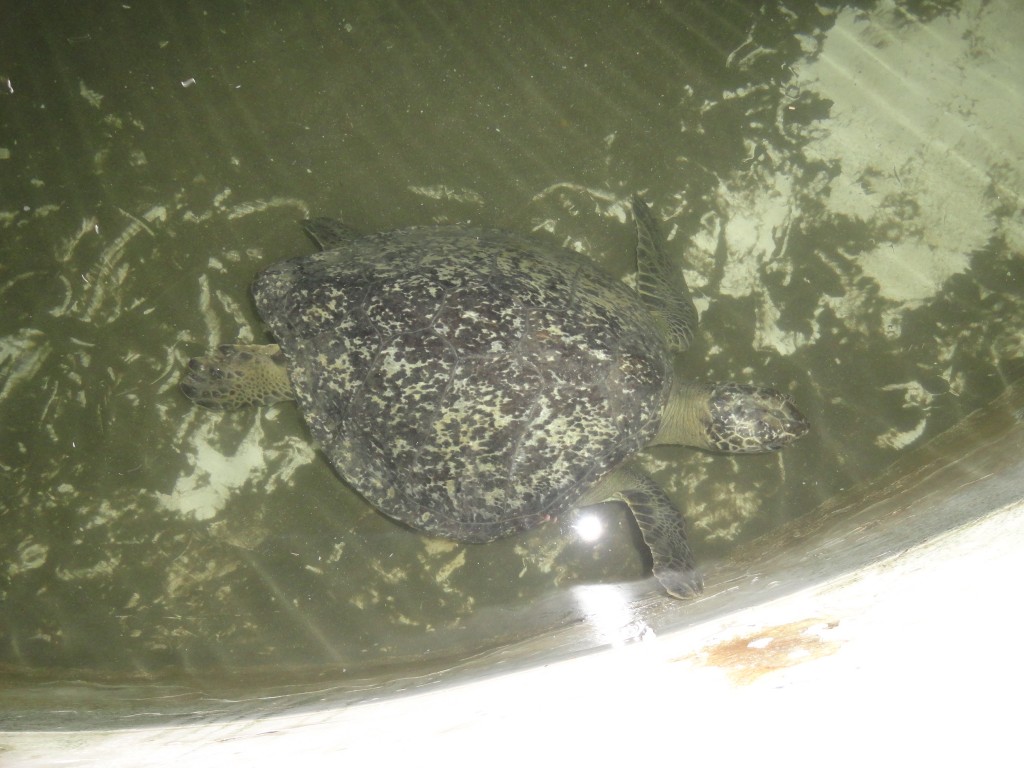 Foto: Tortuga marina - Atacames (Esmeraldas), Ecuador