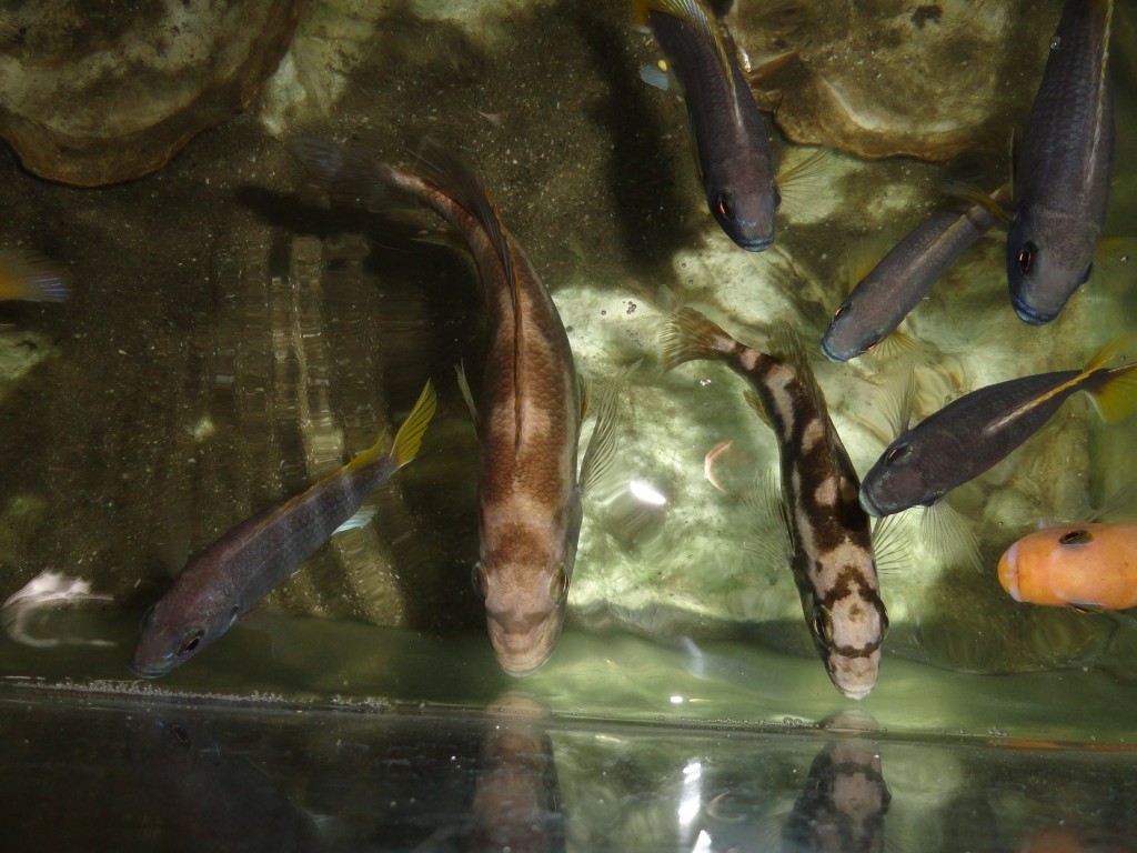 Foto: Peces bebes - Atacames (Esmeraldas), Ecuador