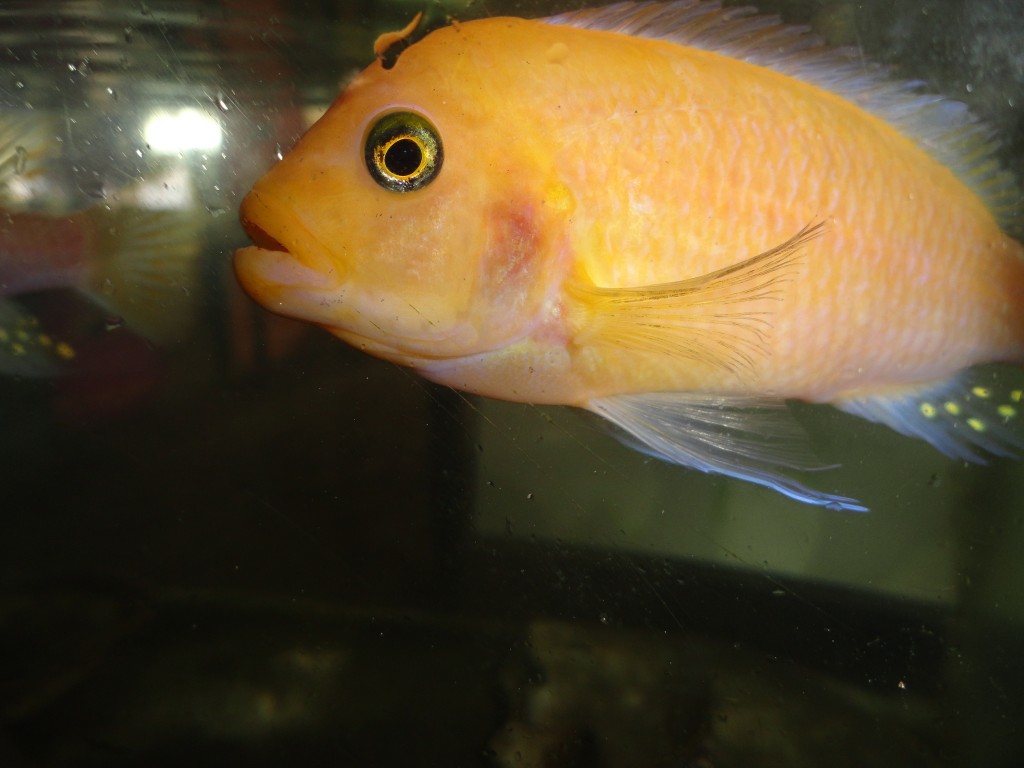 Foto: Pez bebe - Atacames (Esmeraldas), Ecuador