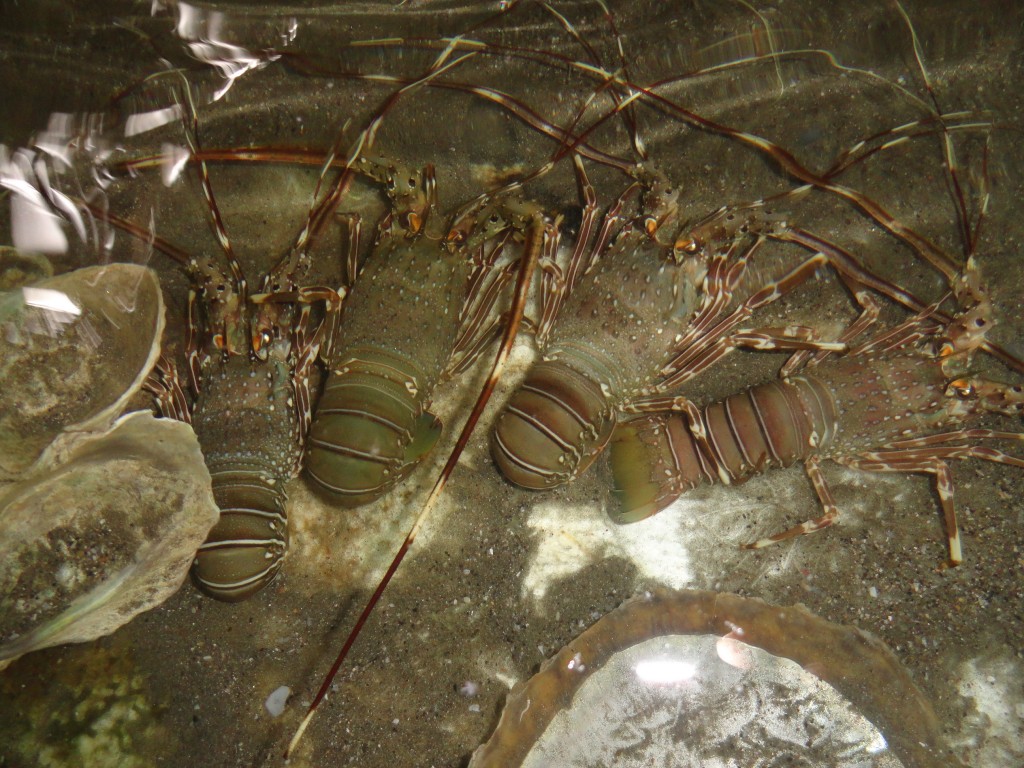 Foto: Langostas - Atacames (Esmeraldas), Ecuador