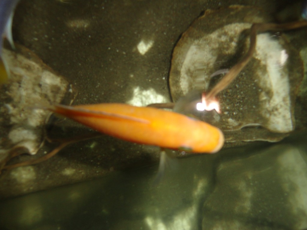 Foto: Pez bebe - Atacames (Esmeraldas), Ecuador