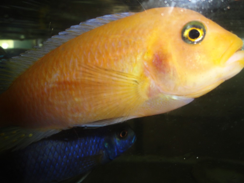 Foto: pez bebe - Atacames (Esmeraldas), Ecuador