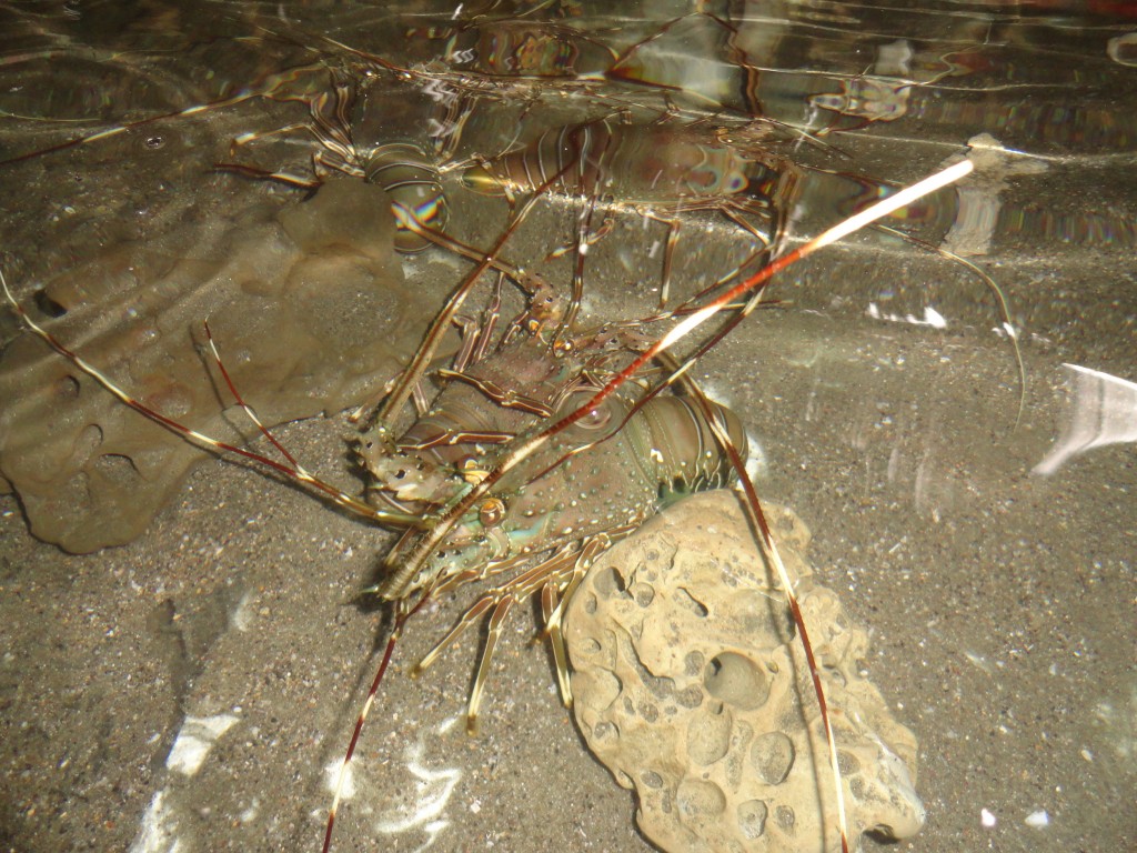 Foto: lagosta - Atacames (Esmeraldas), Ecuador