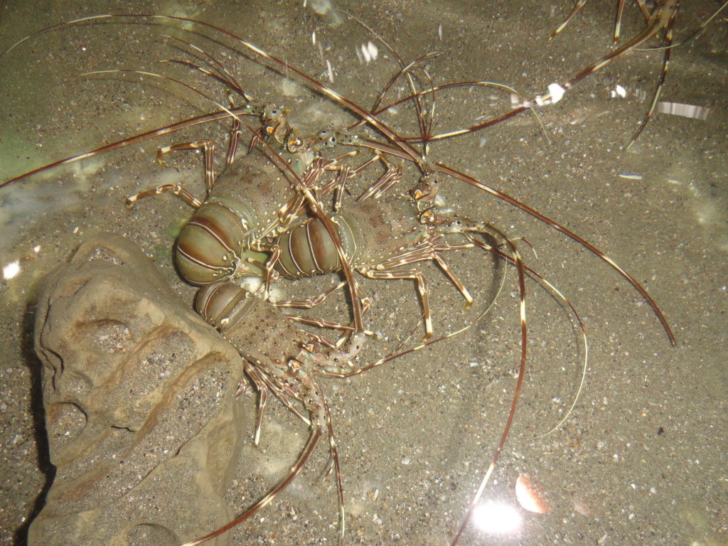 Foto: langosta - Atacames (Esmeraldas), Ecuador