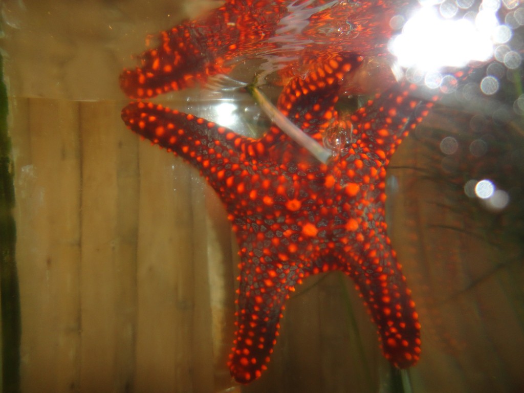 Foto: estrella marina - Atacames (Esmeraldas), Ecuador