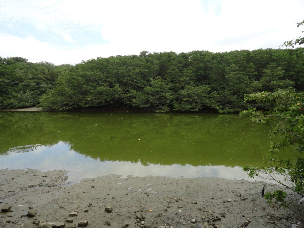 Foto: la naturaleza - Atacames (Esmeraldas), Ecuador