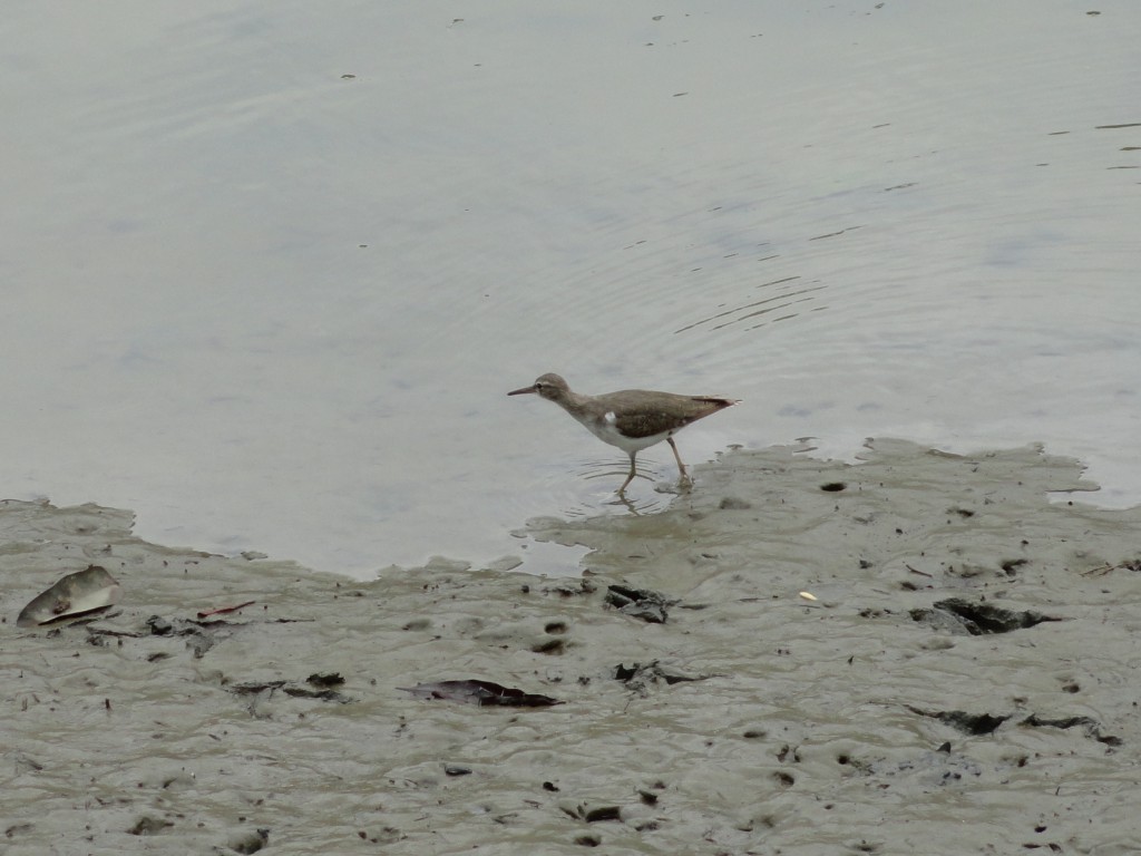 Foto: la fauna a orillas del rio - Atacames (Esmeraldas), Ecuador