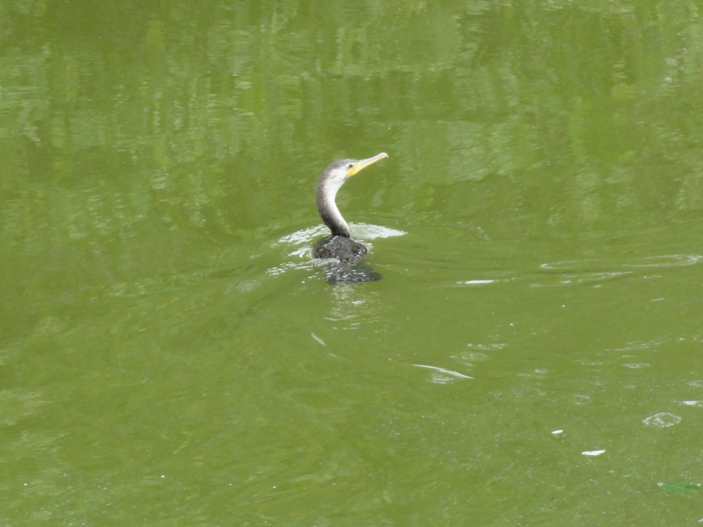 Foto de Atacames (Esmeraldas), Ecuador
