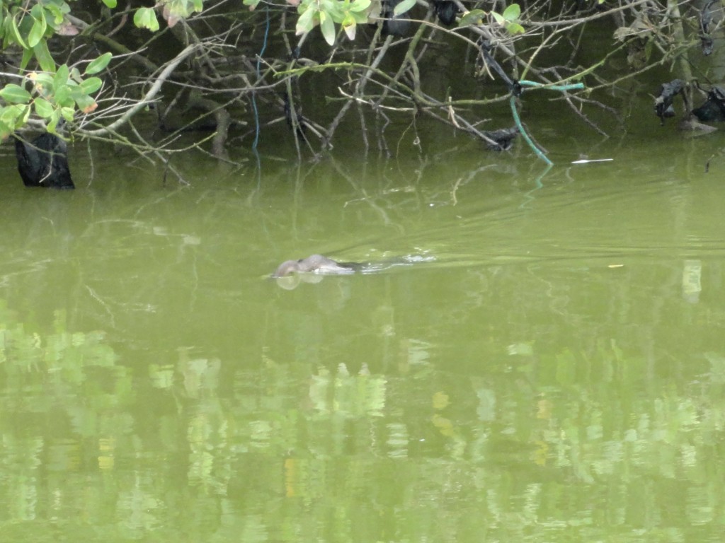 Foto: la fauna a orillas del rio - Atacames (Esmeraldas), Ecuador