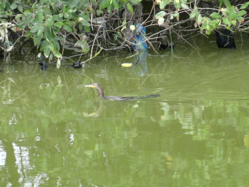 Foto: la fauna a orillas del rio - Atacames (Esmeraldas), Ecuador