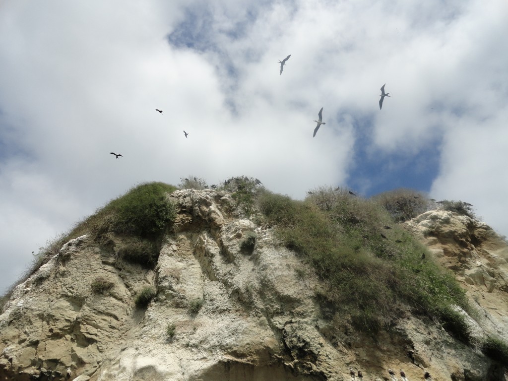 Foto: Pajaroa descansando - Atacames (Esmeraldas), Ecuador
