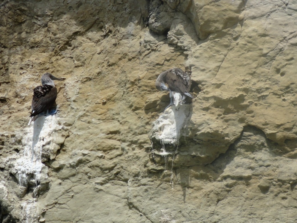 Foto: piqueros descansando - Atacames (Esmeraldas), Ecuador