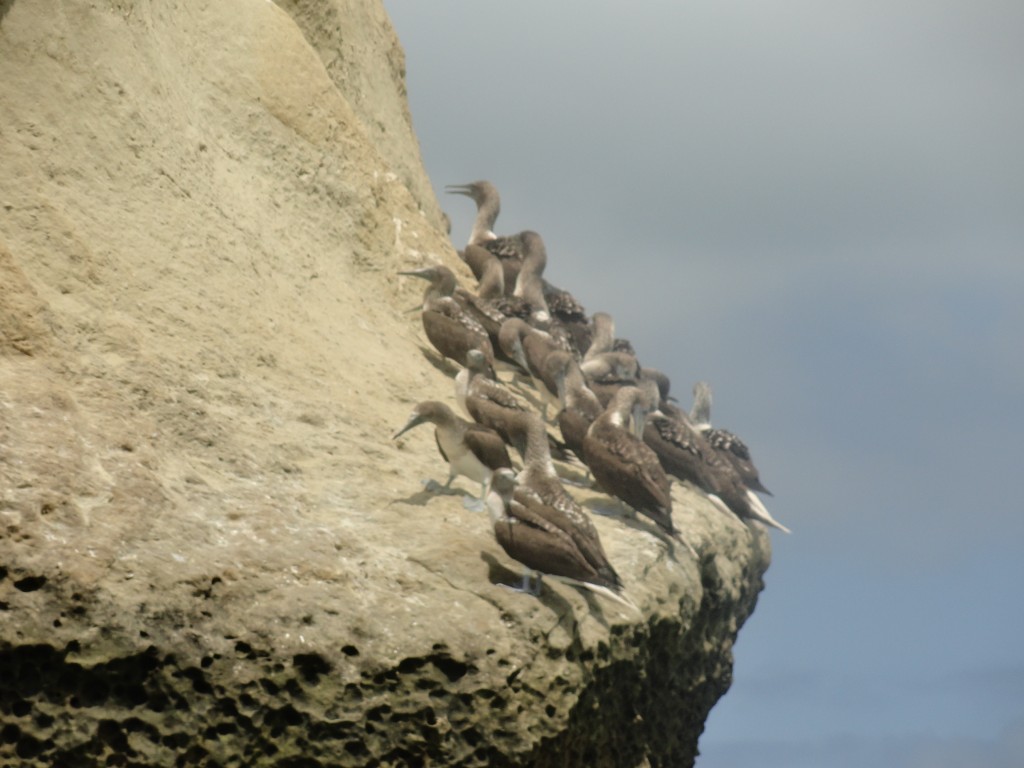 Foto: piqueros descansando - Atacames (Esmeraldas), Ecuador