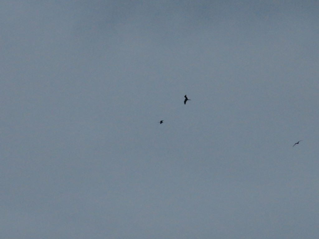 Foto: gaviotas - Atacames-Tonsupa (Esmeraldas), Ecuador