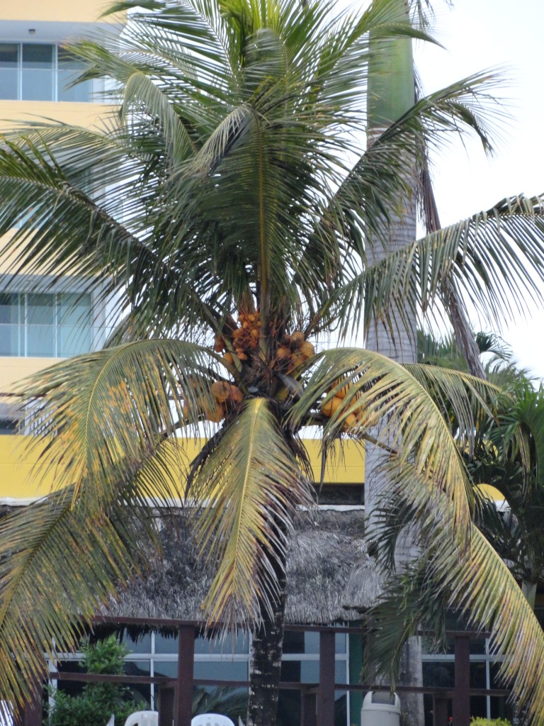 Foto: palmera en la playa - Atacames-Tonsupa (Esmeraldas), Ecuador