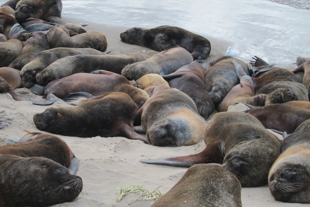 Foto: Puerto - Mar del Plata (Buenos Aires), Argentina