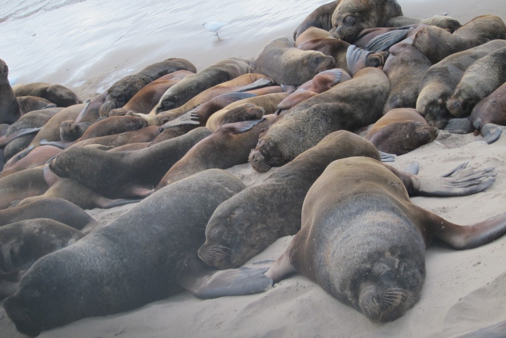 Foto de Mar del Plata (Buenos Aires), Argentina