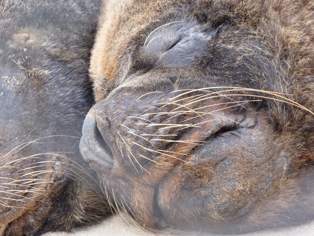 Foto: Lobos marinos del puerto - Mar del Plata (Buenos Aires), Argentina