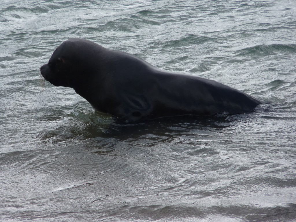 Foto: Lobos marinos - Mar del Plata (Buenos Aires), Argentina