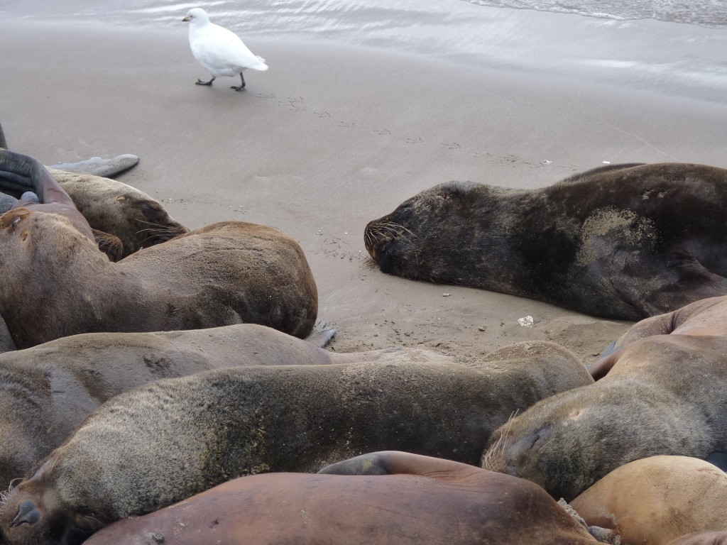 Foto: Lobos marinos - Mar del Plata (Buenos Aires), Argentina