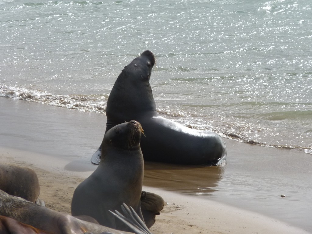 Foto de Mar del Plata (Buenos Aires), Argentina