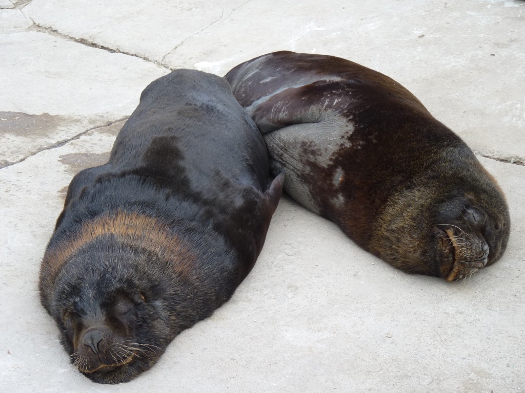 Foto: Puerto - Mar del Plata (Buenos Aires), Argentina