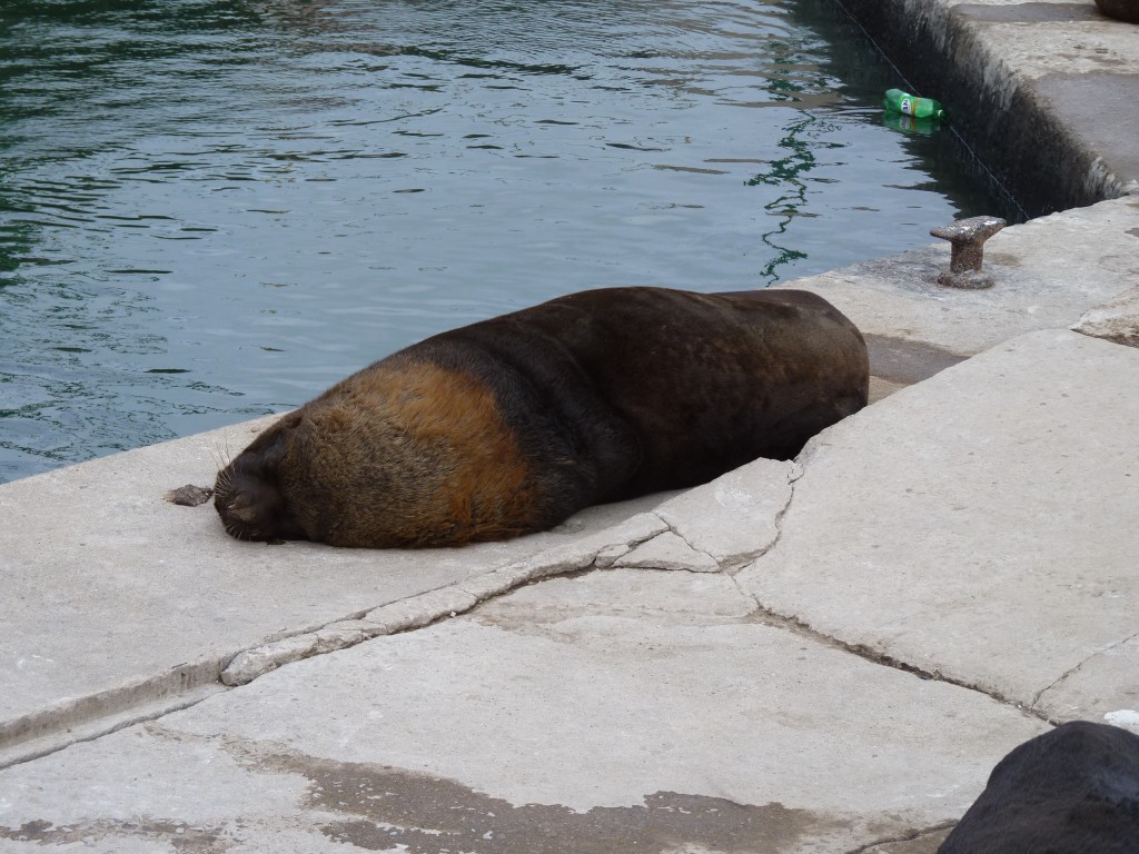 Foto: Puerto - Mar del Plata (Buenos Aires), Argentina