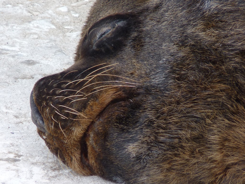 Foto: Puerto - Mar del Plata (Buenos Aires), Argentina