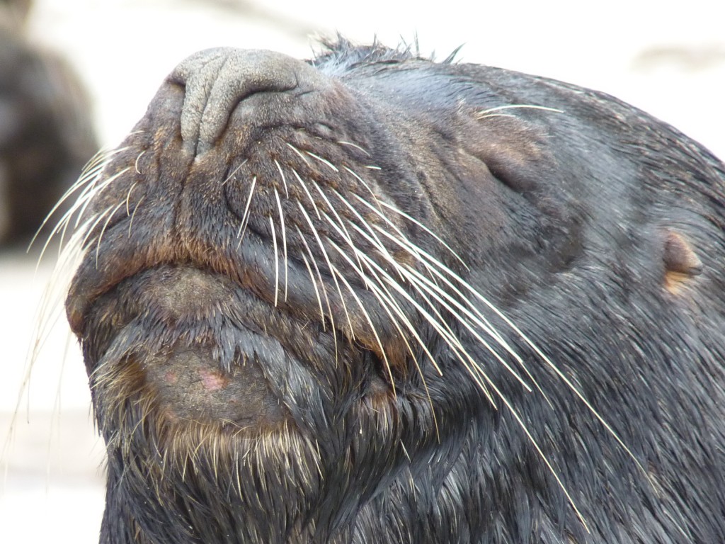 Foto de Mar del Plata (Buenos Aires), Argentina