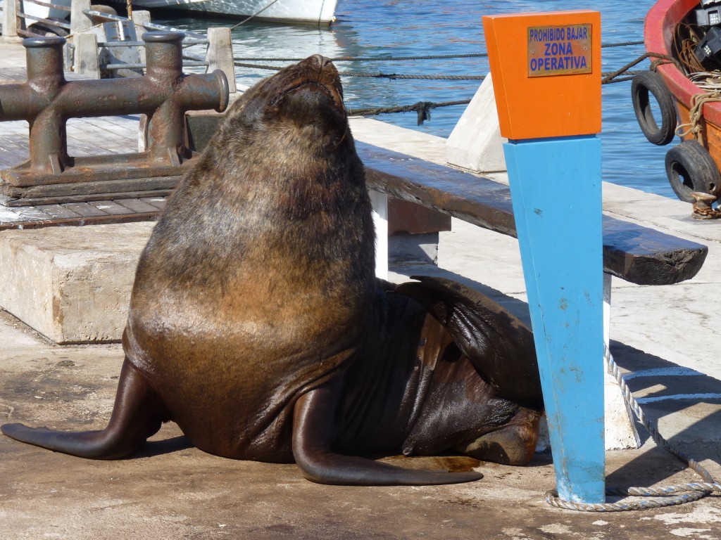 Foto: Puerto - Mar del Plata (Buenos Aires), Argentina