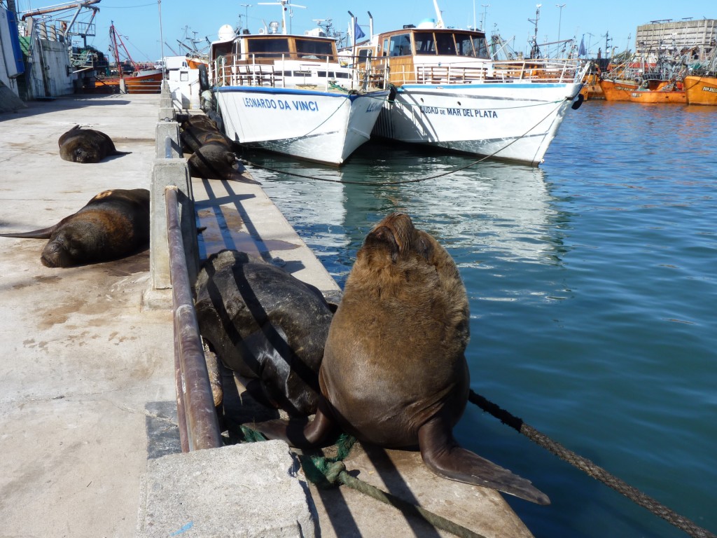 Foto: Puerto - Mar del Plata (Buenos Aires), Argentina