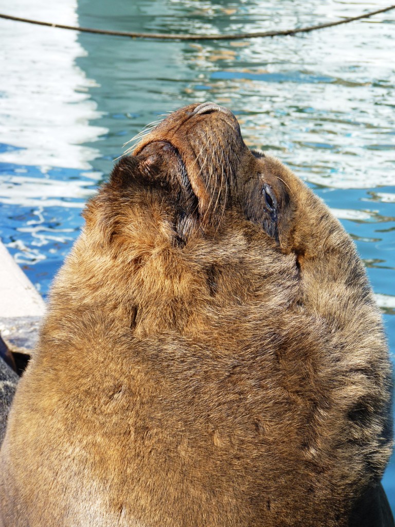 Foto: Puerto - Mar del Plata (Buenos Aires), Argentina