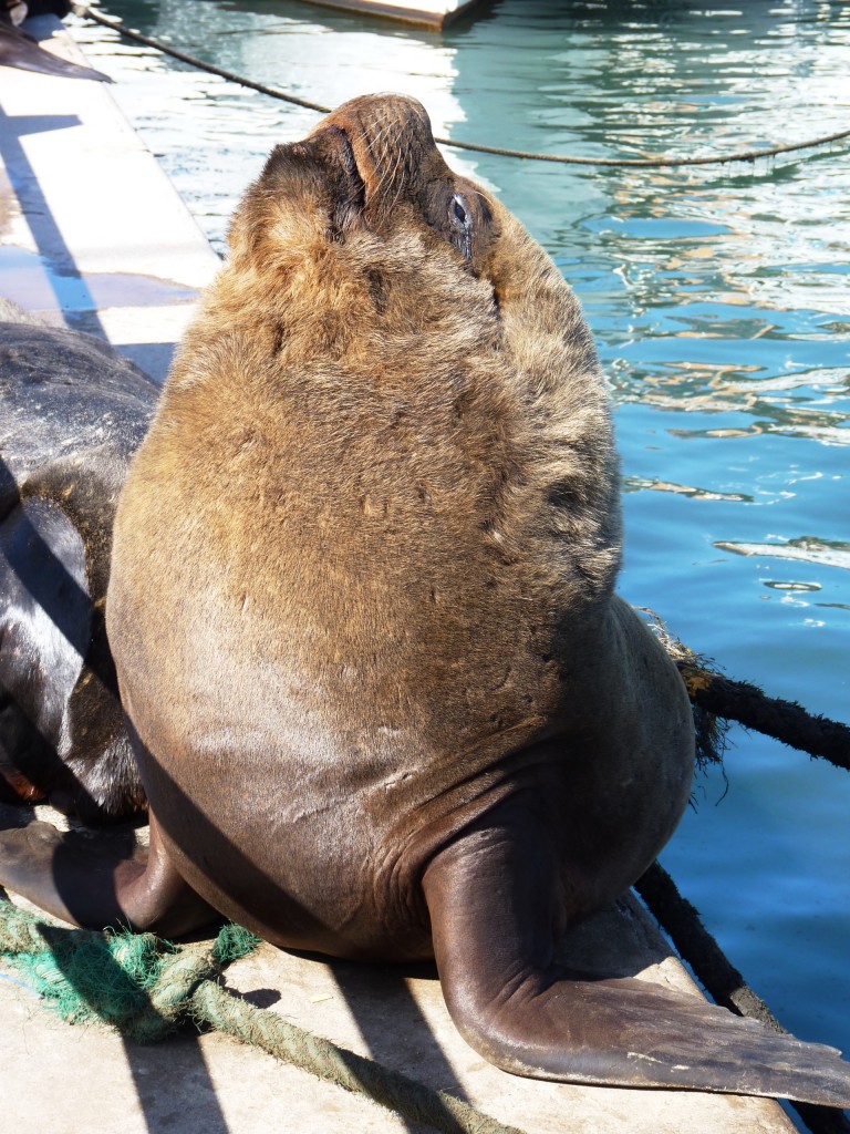 Foto: Puerto - Mar del Plata (Buenos Aires), Argentina
