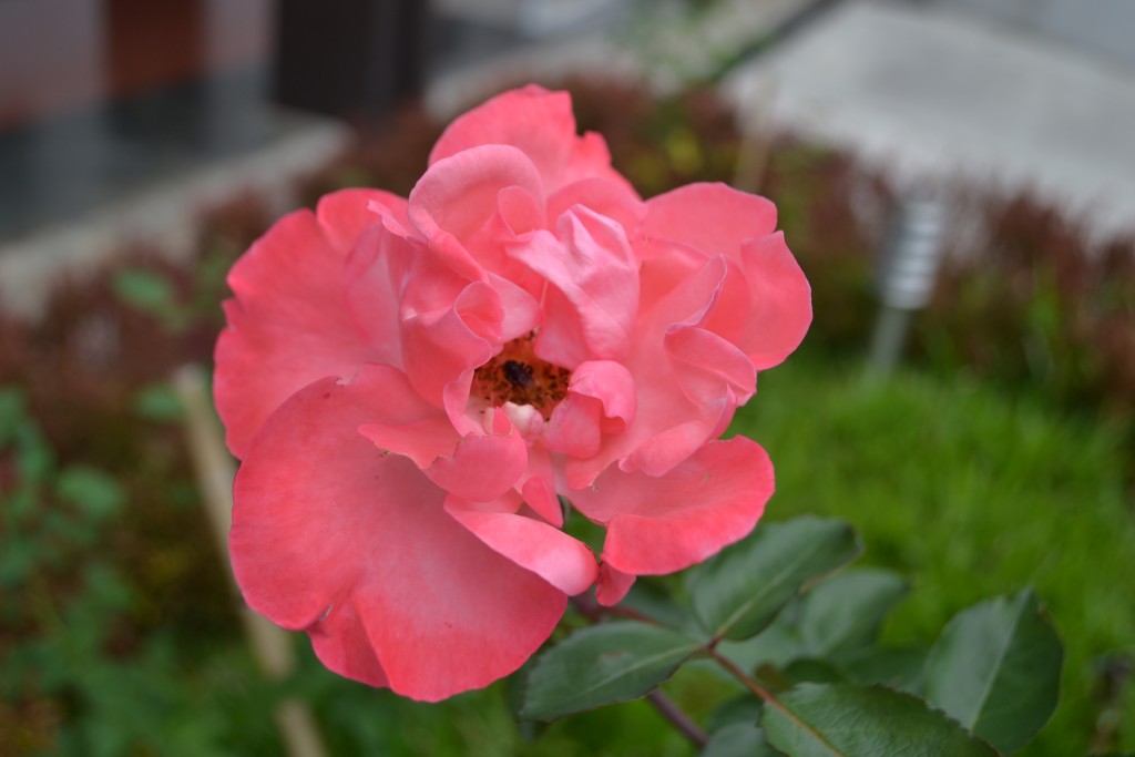 Foto: ROSAS - Alajuela, Costa Rica