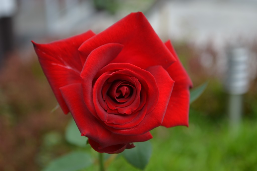 Foto: ROSAS - Alajuela, Costa Rica