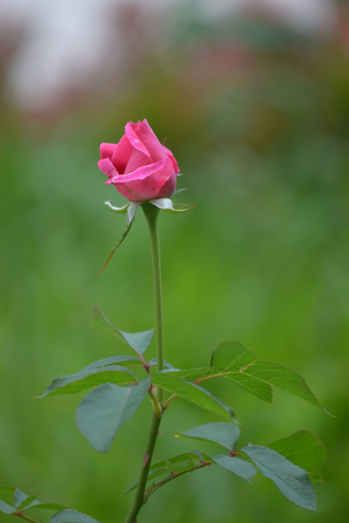 Foto: ROSAS - Alajuela, Costa Rica