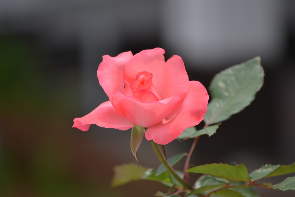 Foto: ROSAS - Alajuela, Costa Rica