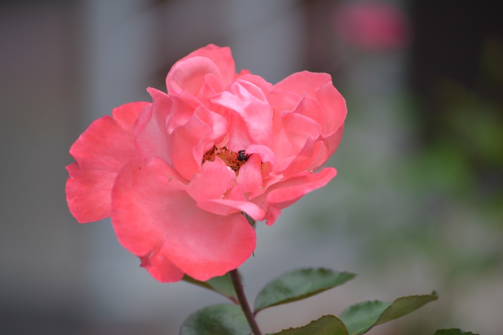 Foto: ROSAS - Alajuela, Costa Rica