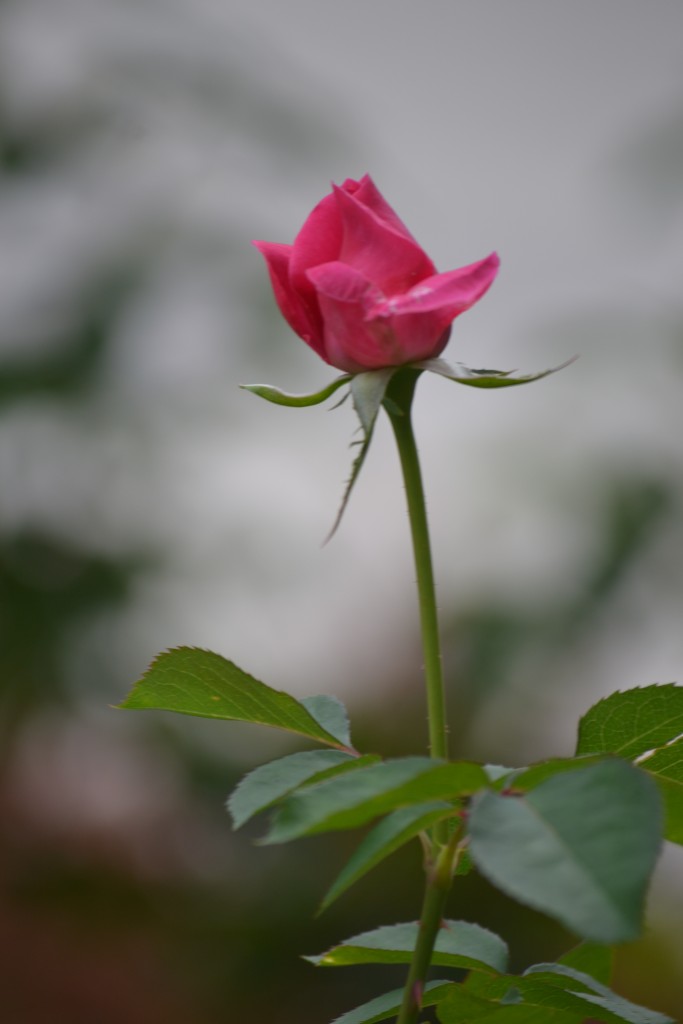 Foto: ROSAS - Alajuela, Costa Rica