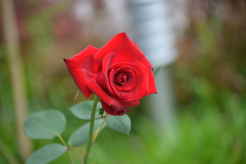 Foto: ROSAS - Alajuela, Costa Rica