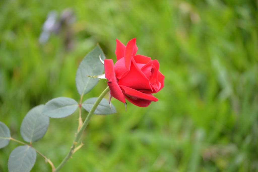 Foto: ROSAS - Alajuela, Costa Rica