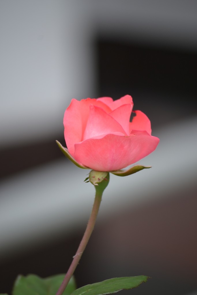 Foto: ROSAS - Alajuela, Costa Rica