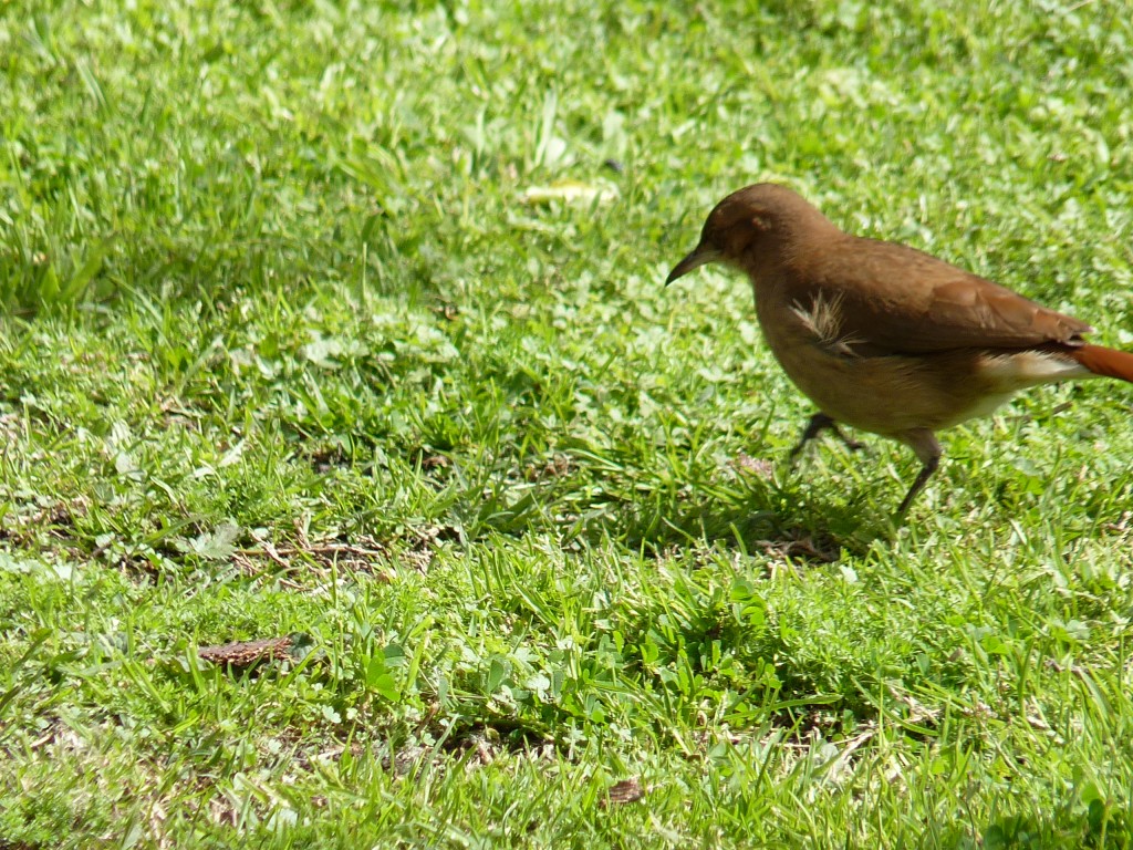 Foto: Plaza Colón - Mar del Plata (Buenos Aires), Argentina